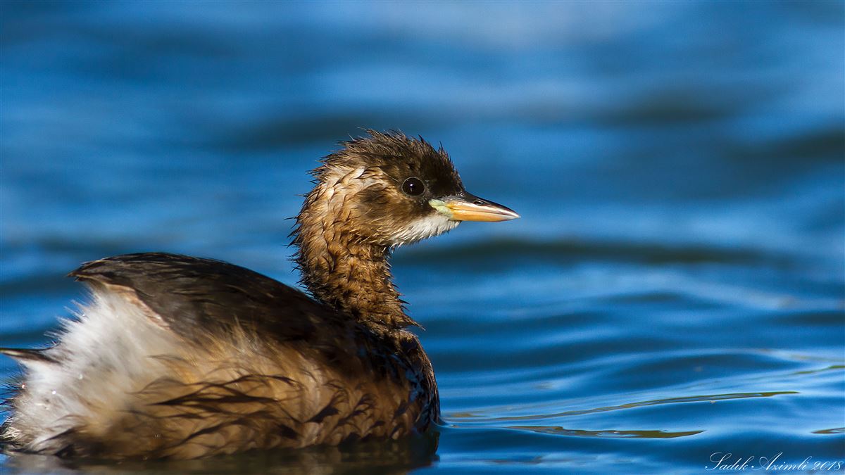 Little Grebe