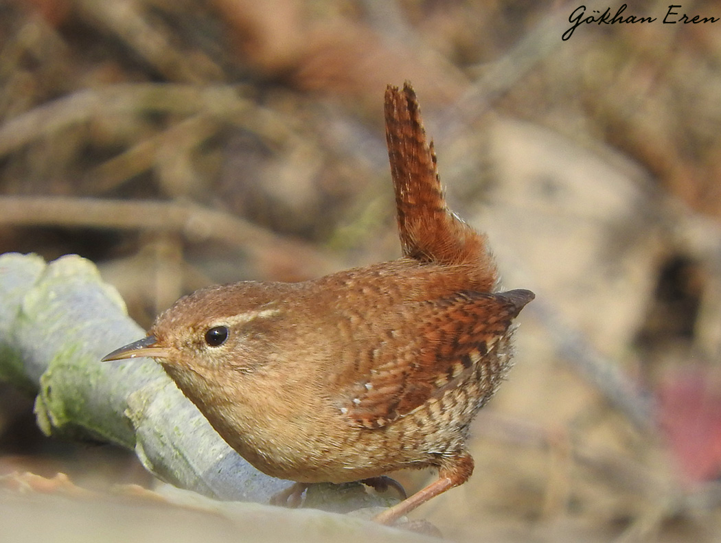 Eurasian Wren