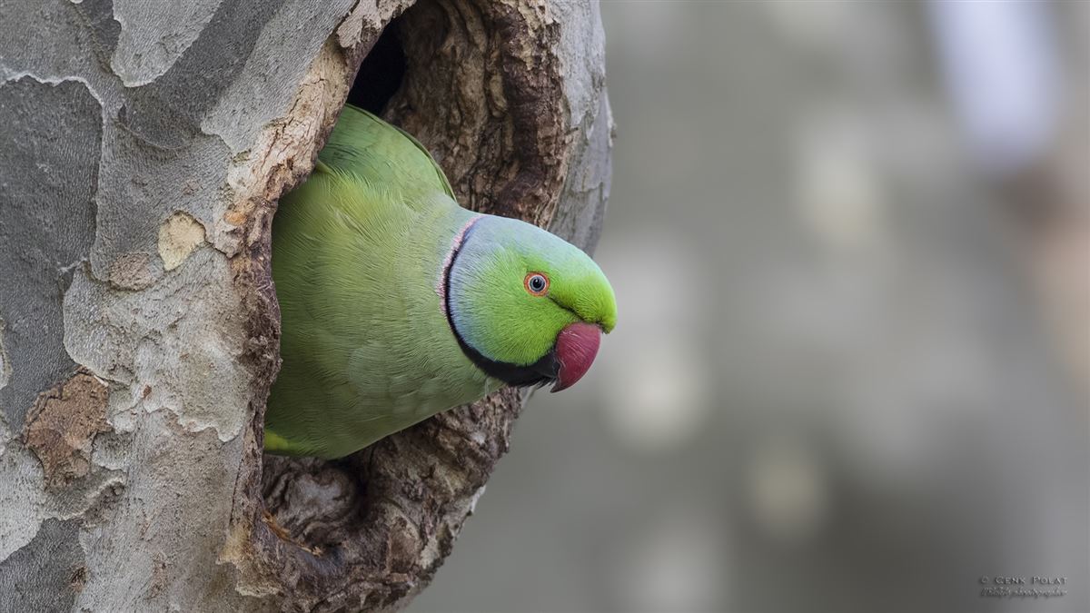 Rose-ringed Parakeet