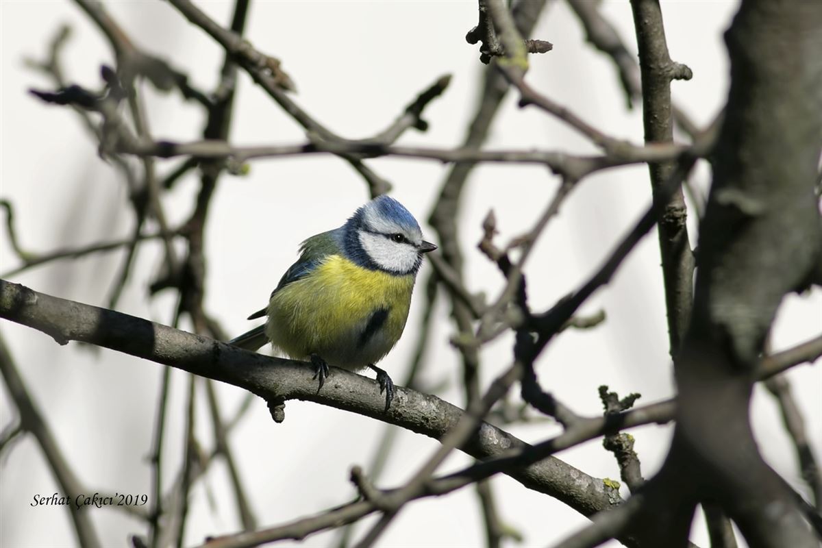 Eurasian Blue Tit