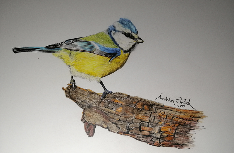 Eurasian Blue Tit