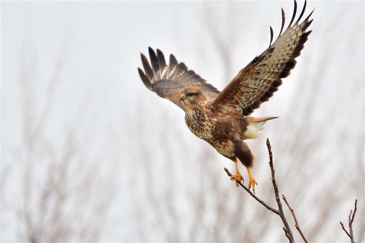Common Buzzard