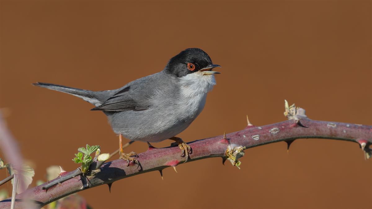 Sardinian Warbler