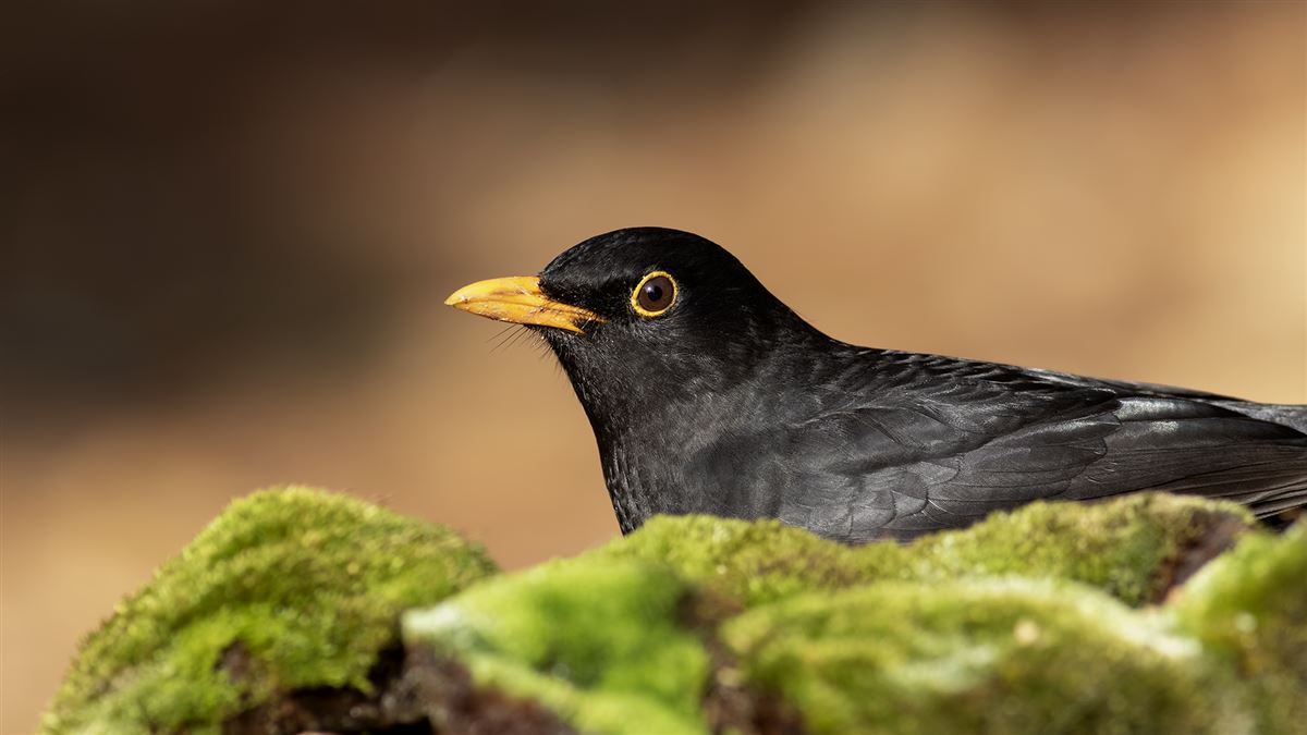 Common Blackbird