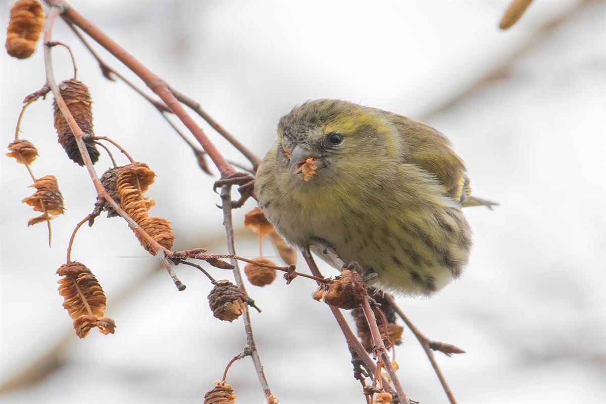 Eurasian Siskin