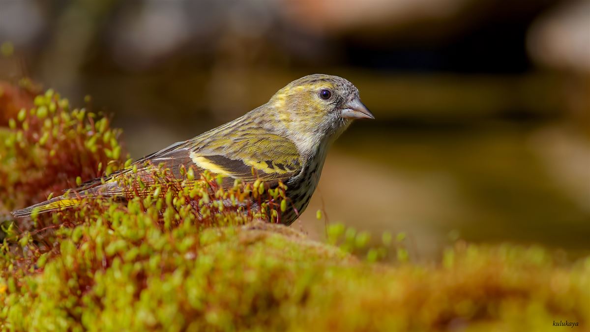 Eurasian Siskin