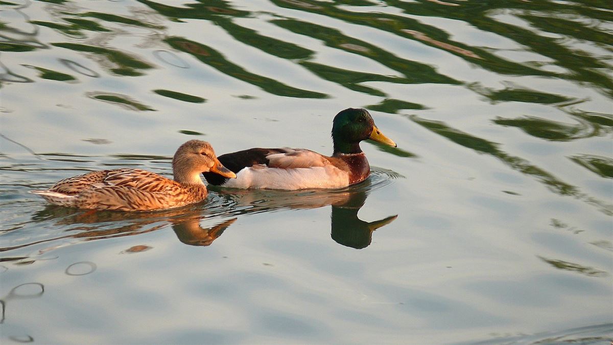 Mallard