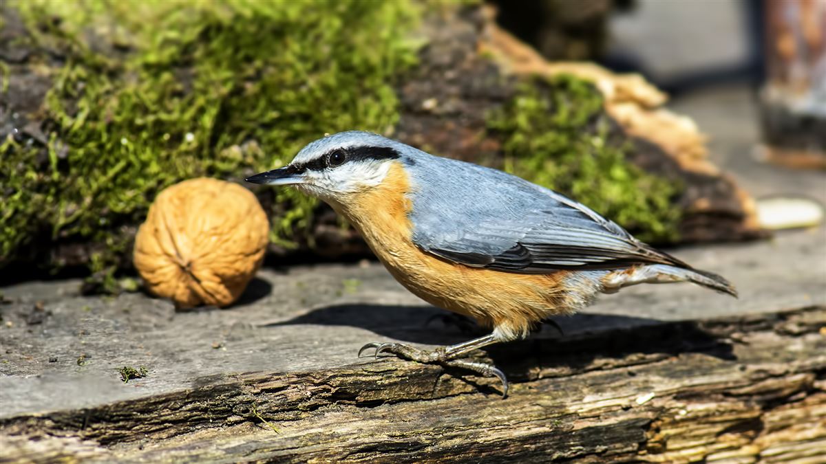 Eurasian Nuthatch