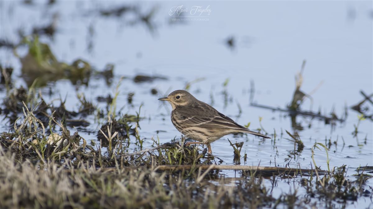 Buff-bellied Pipit