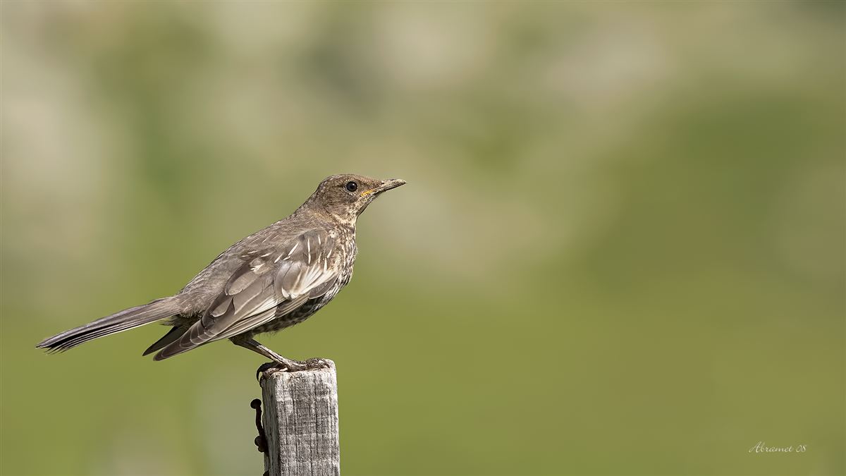 Ring Ouzel