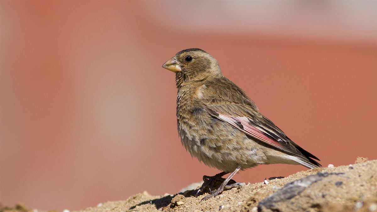 Crimson-winged Finch