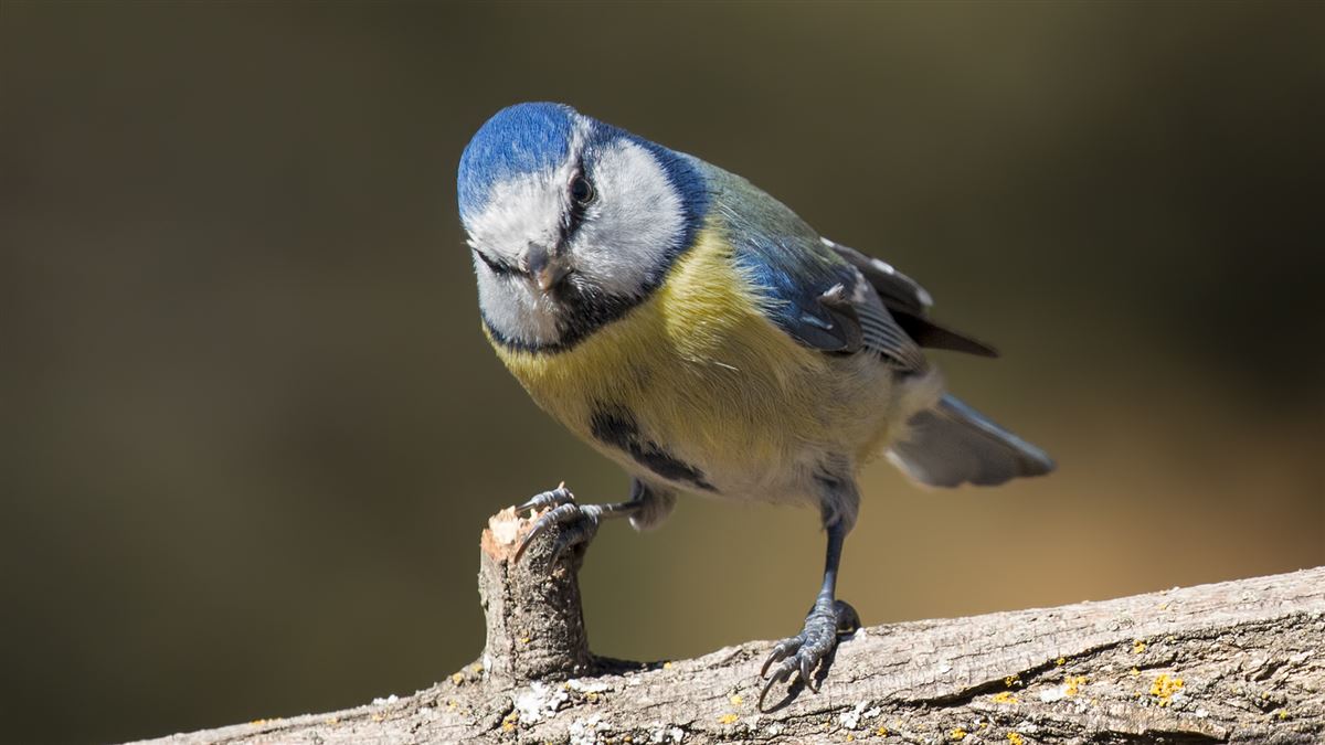 Eurasian Blue Tit