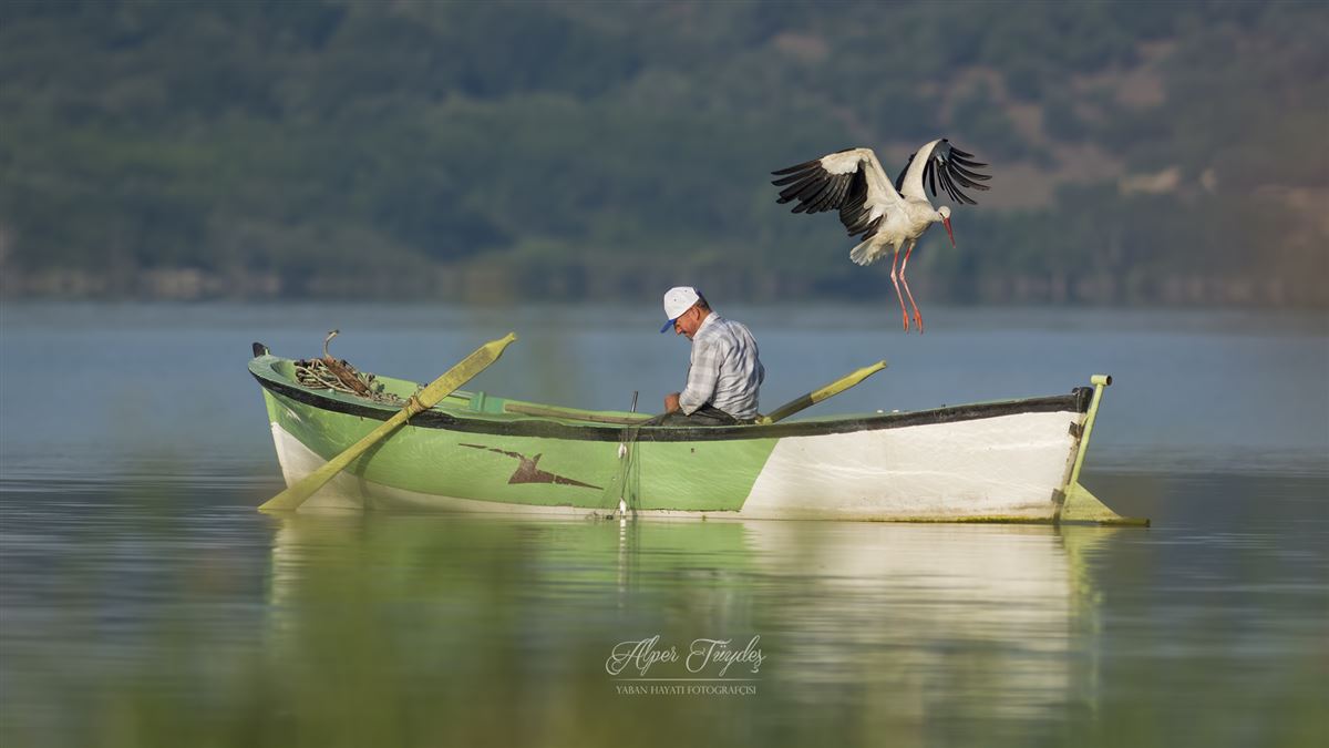 White Stork