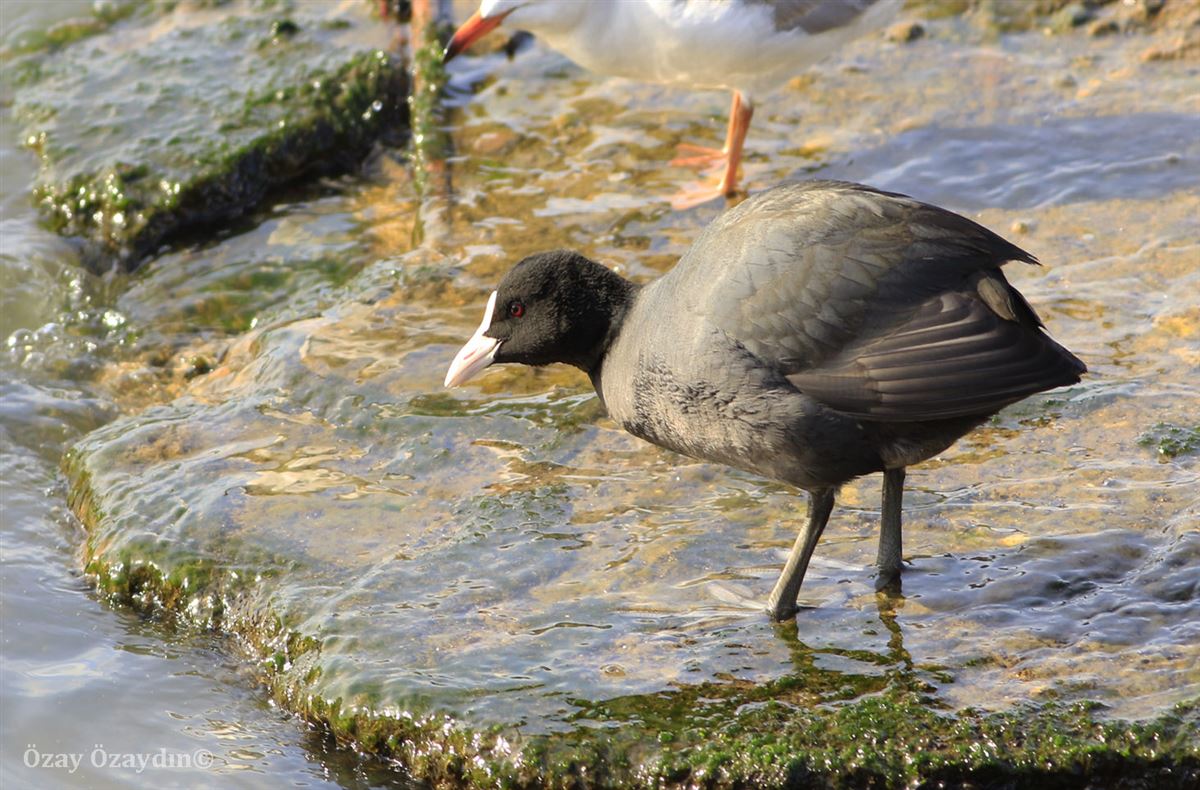 Eurasian Coot