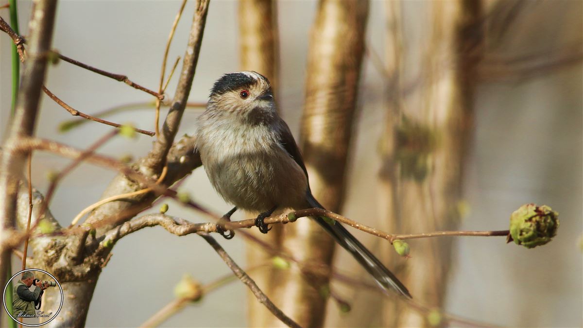 Long-tailed Tit
