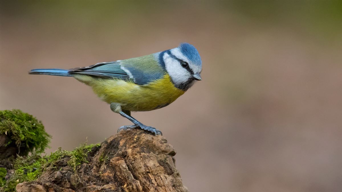 Eurasian Blue Tit