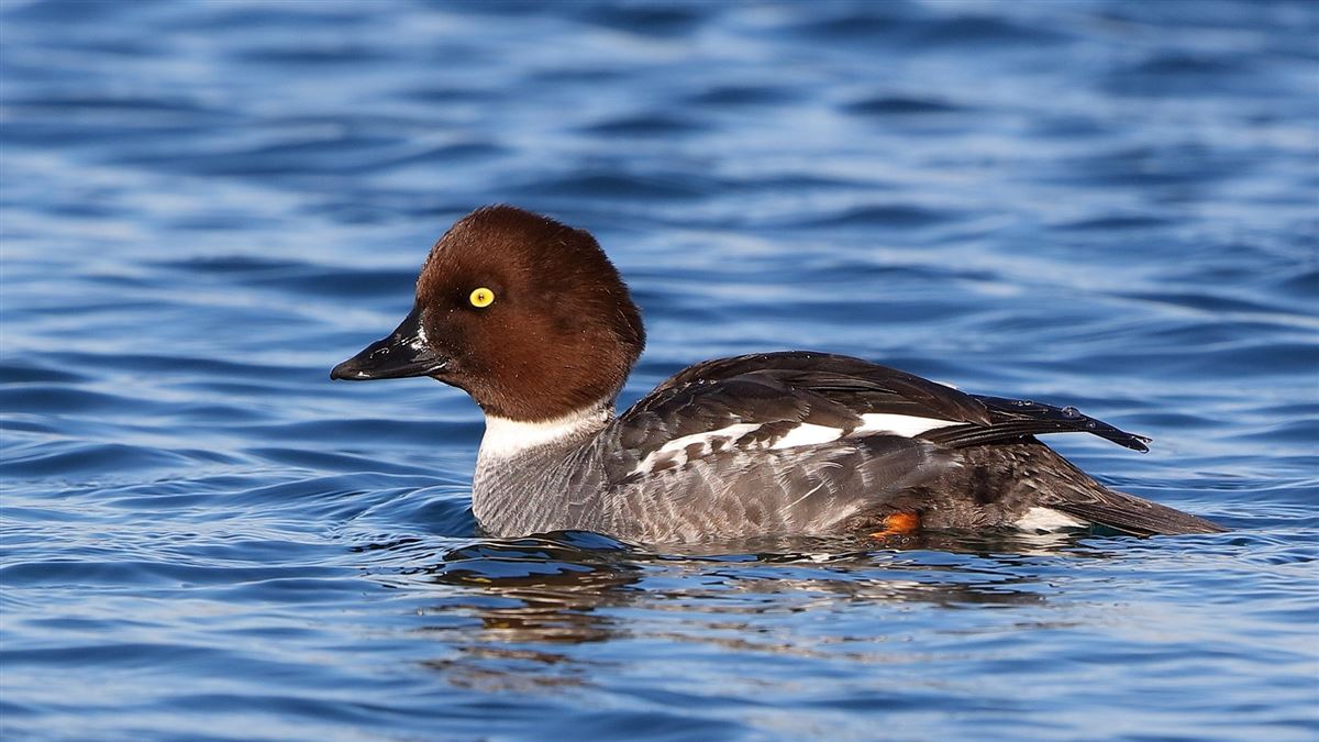 Common Goldeneye