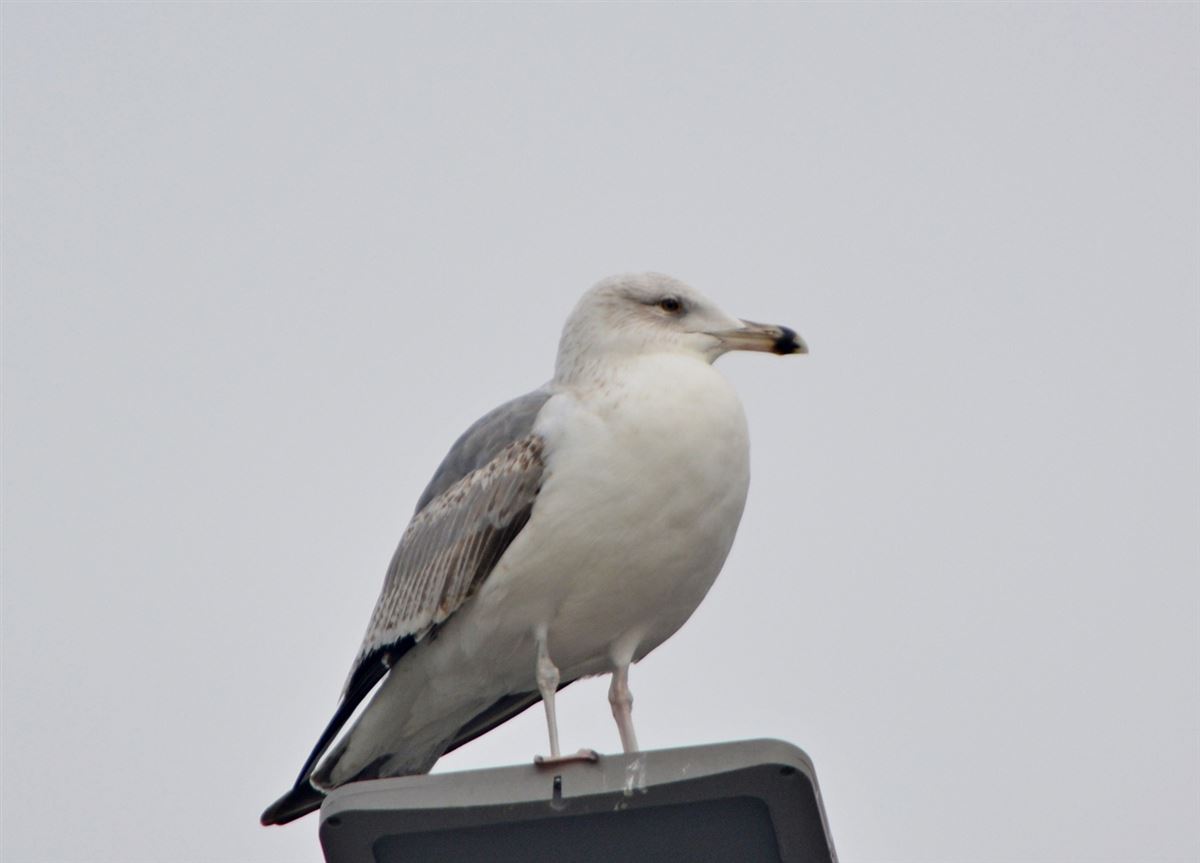 Caspian Gull