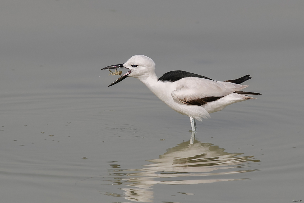 Crab-plover