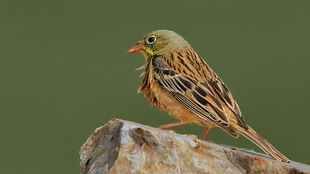 Ortolan Bunting