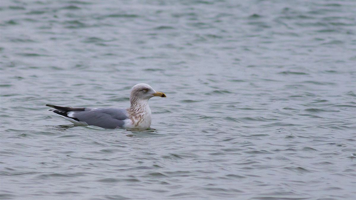 European Herring Gull