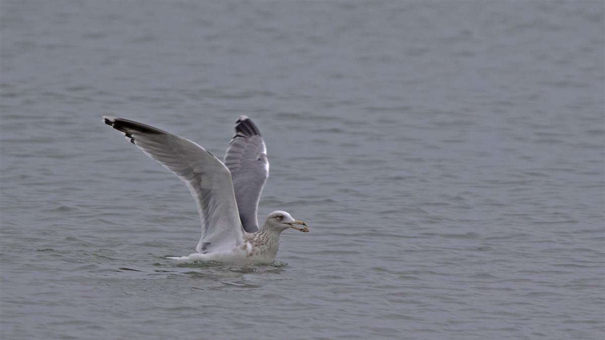 European Herring Gull
