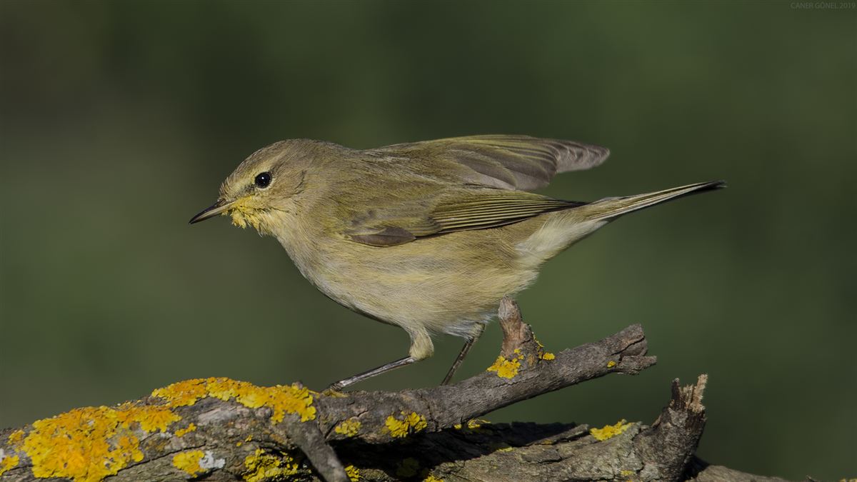 Common Chiffchaff