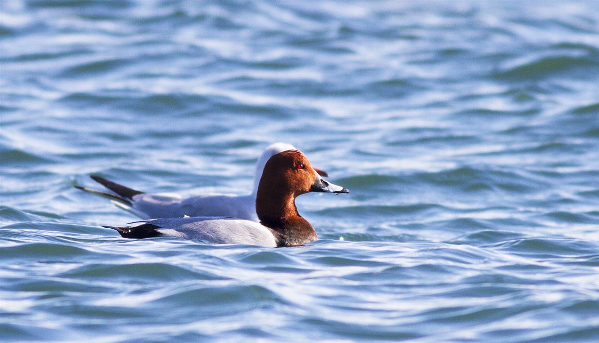 Common Pochard