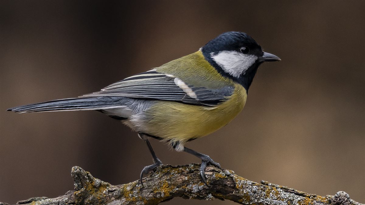 Great Tit