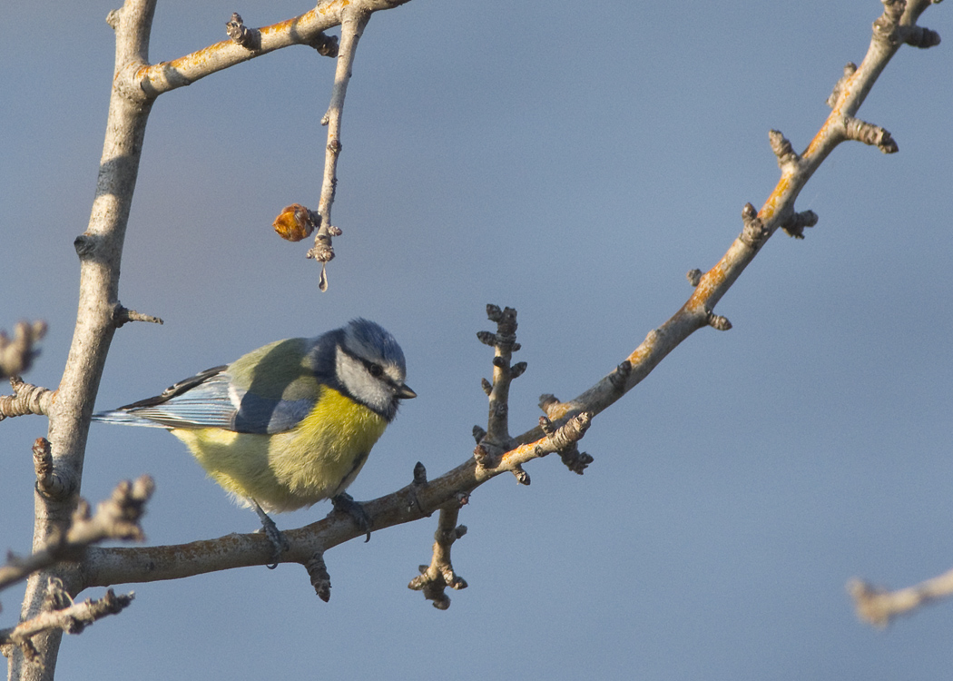 Eurasian Blue Tit