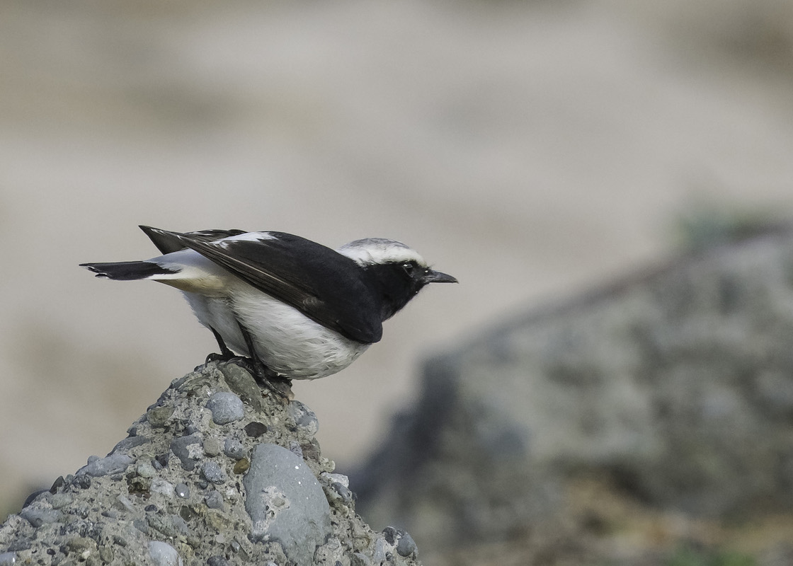 Mourning Wheatear