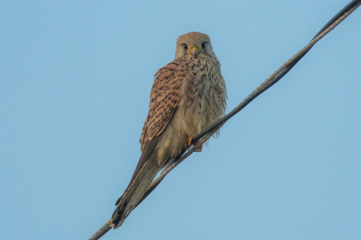 Common Kestrel