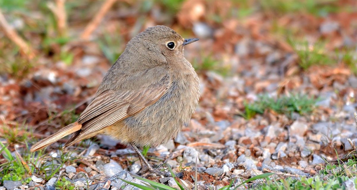 Black Redstart