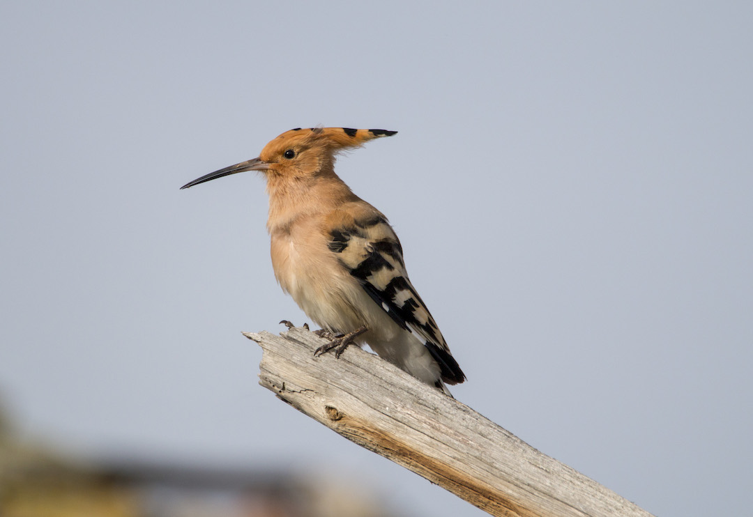 Common Hoopoe