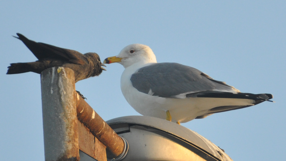 Armenian Gull