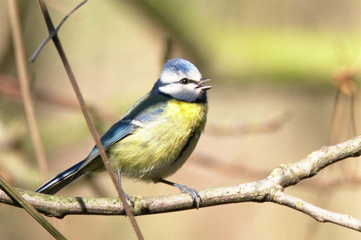 Eurasian Blue Tit