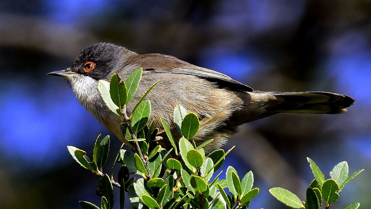 Sardinian Warbler