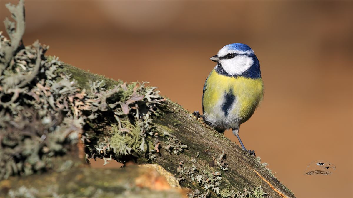 Eurasian Blue Tit