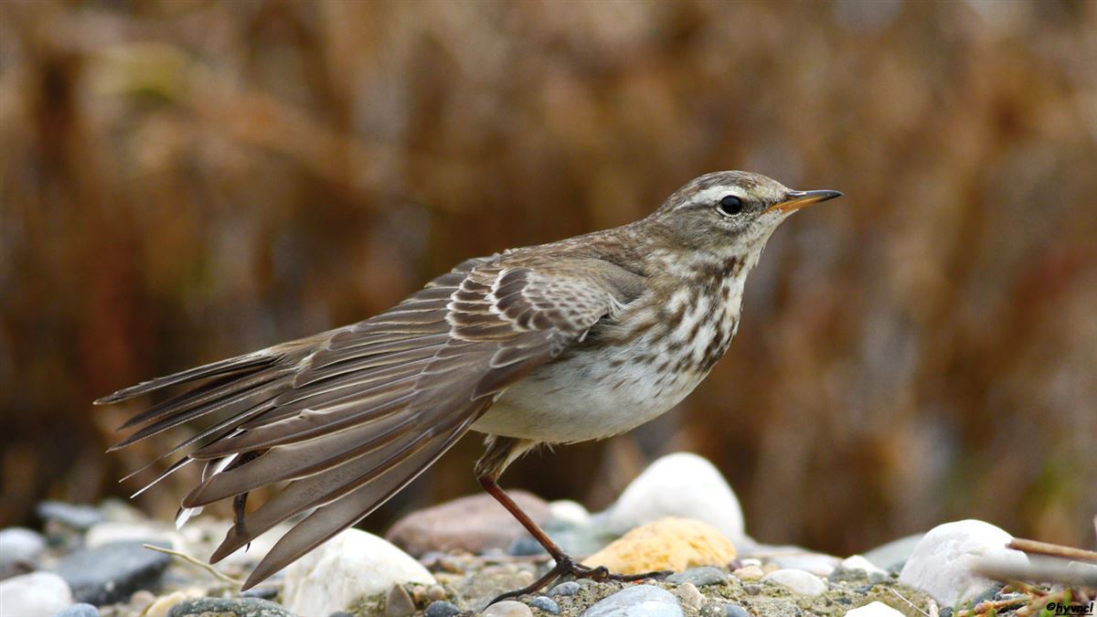 Water Pipit