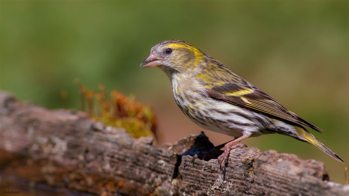 Eurasian Siskin