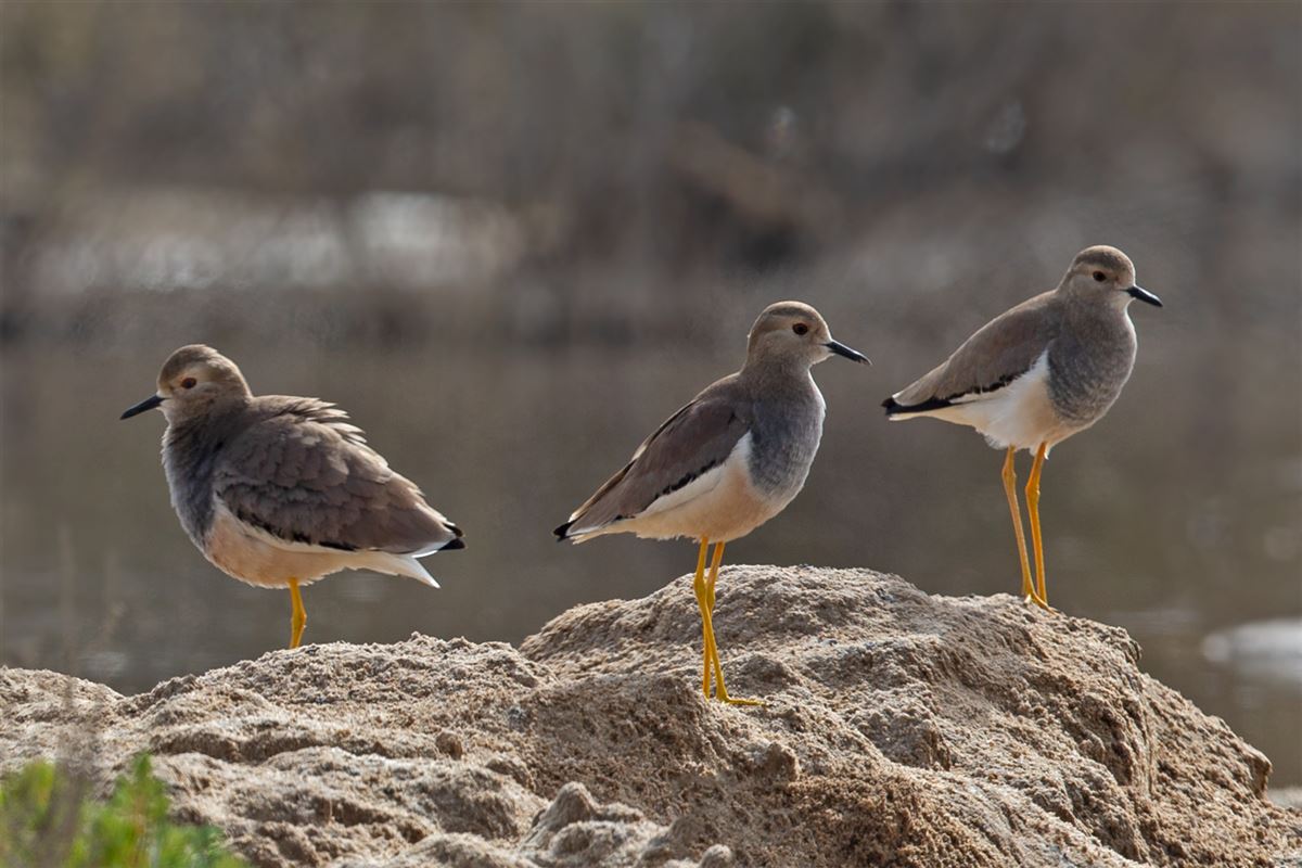 White-tailed Lapwing