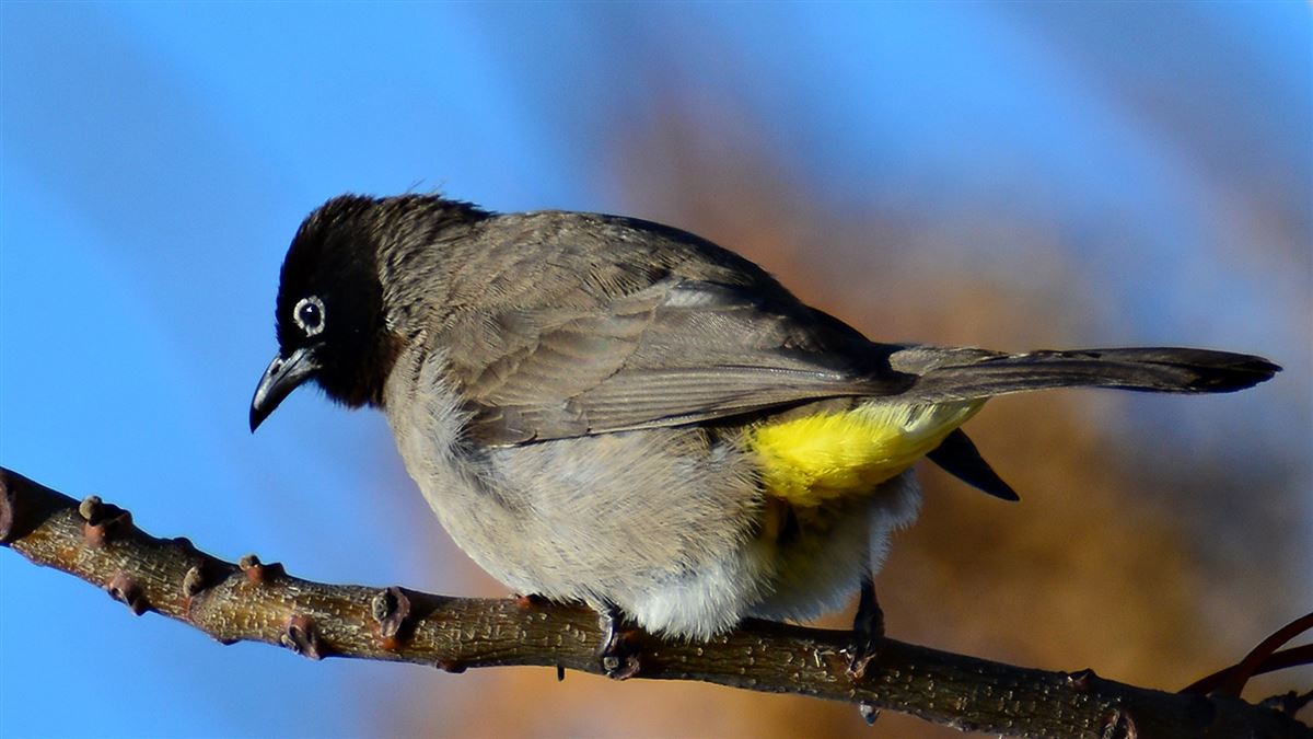 White-spectacled Bulbul