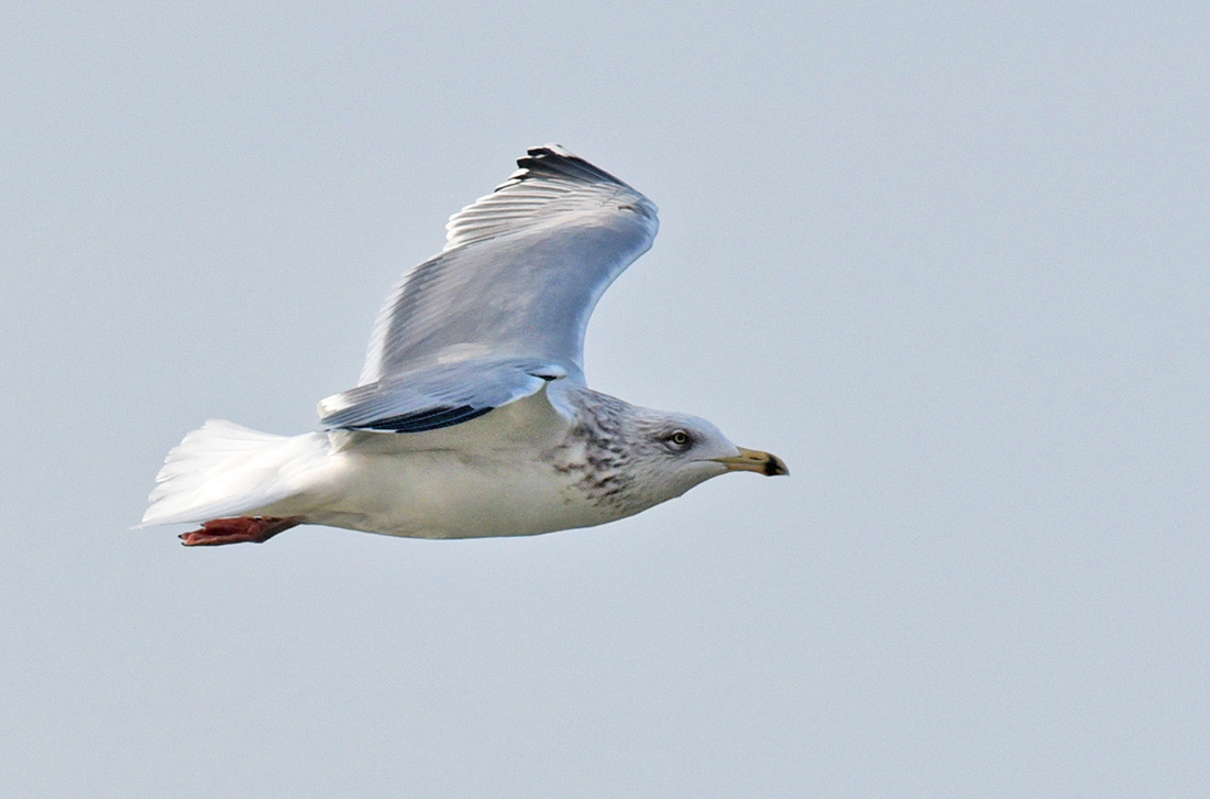 European Herring Gull