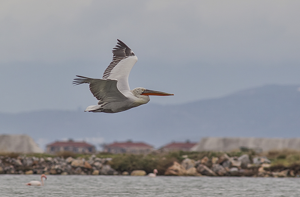 Dalmatian Pelican
