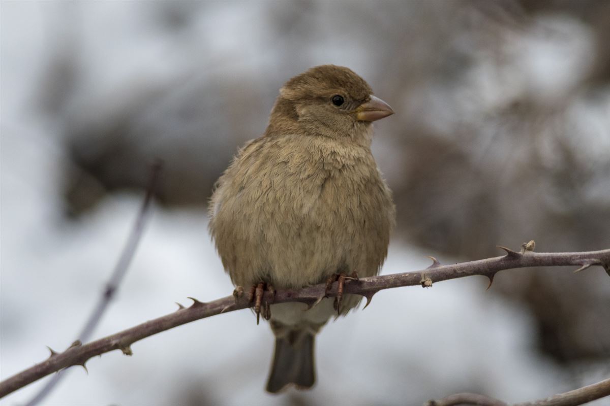 House Sparrow