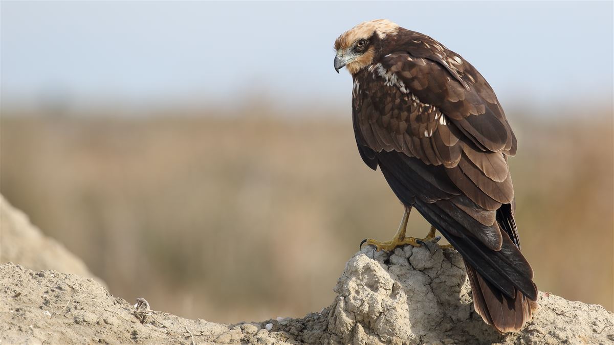 Western Marsh Harrier