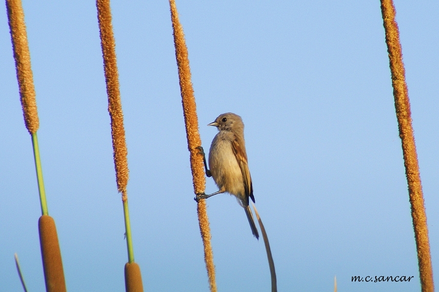 Eurasian Penduline Tit