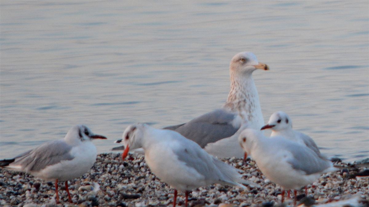 European Herring Gull