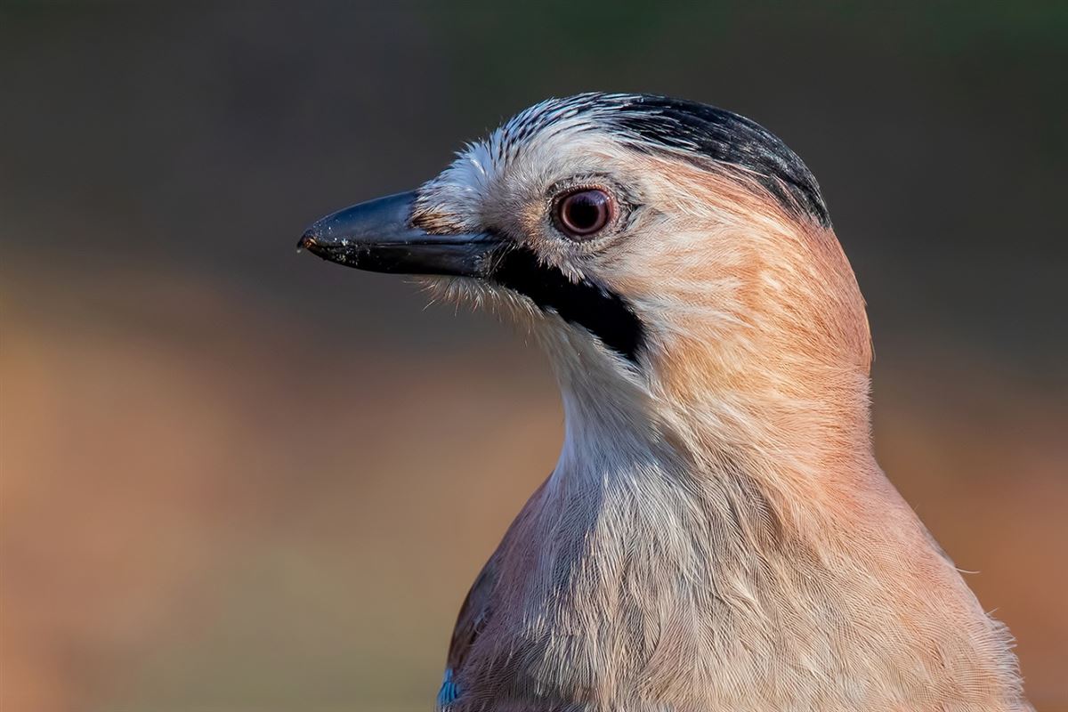 Eurasian Jay