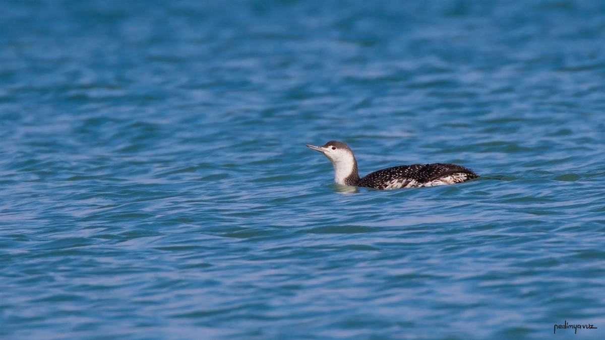 Red-throated Loon